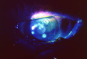bild204